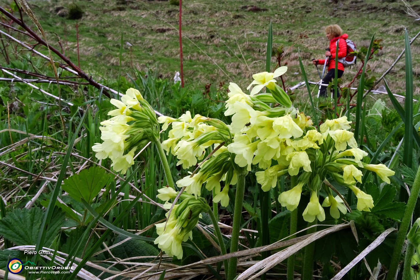 92 Primula veris.JPG -                                